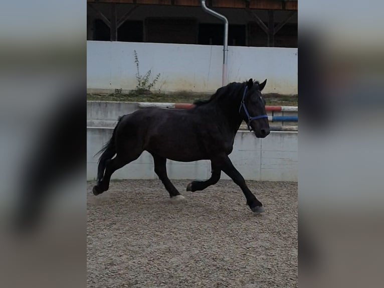 Noriker Hongre 7 Ans 160 cm Noir in Fürstenzell