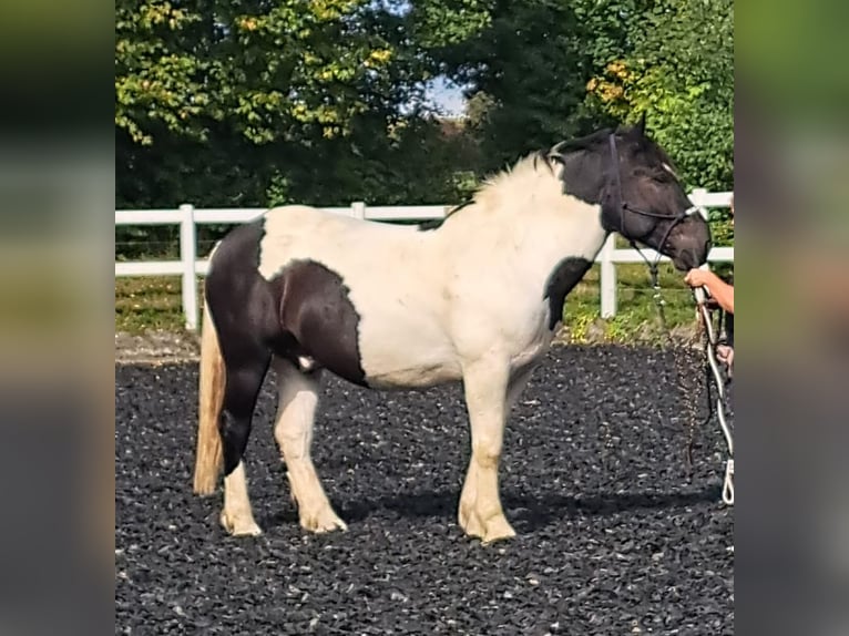 Noriker Hongre 7 Ans 160 cm Pinto in Welden