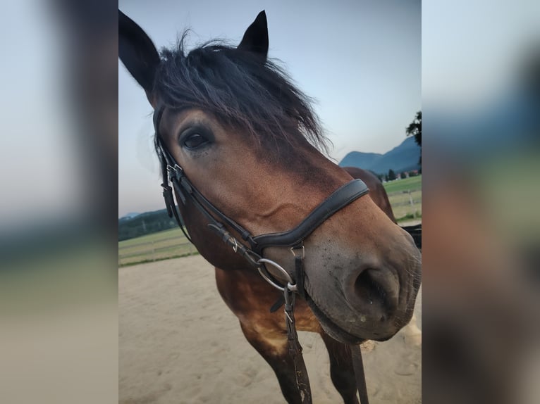 Noriker Hongre 7 Ans 165 cm Bai brun in Bleiburg