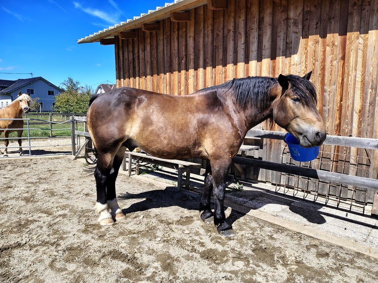 Noriker Hongre 7 Ans 165 cm Bai brun in Bleiburg