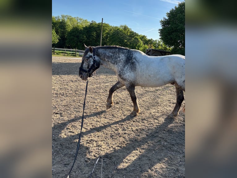 Noriker Hongre 7 Ans 170 cm Gris in Kevelaer