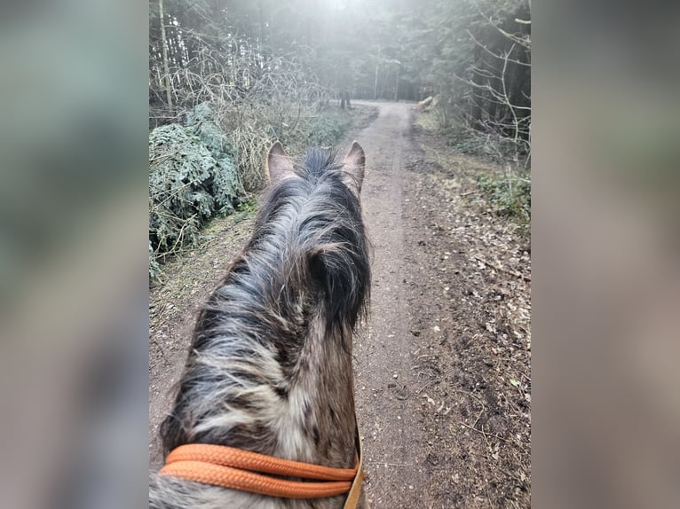 Noriker Hongre 7 Ans 173 cm Léopard in Amlikon-Bissegg