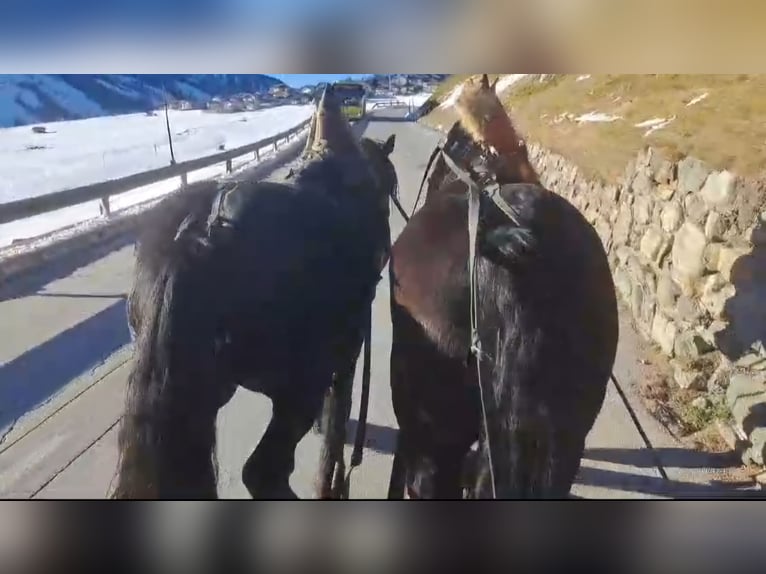 Noriker Hongre 7 Ans 175 cm in Obertilliach