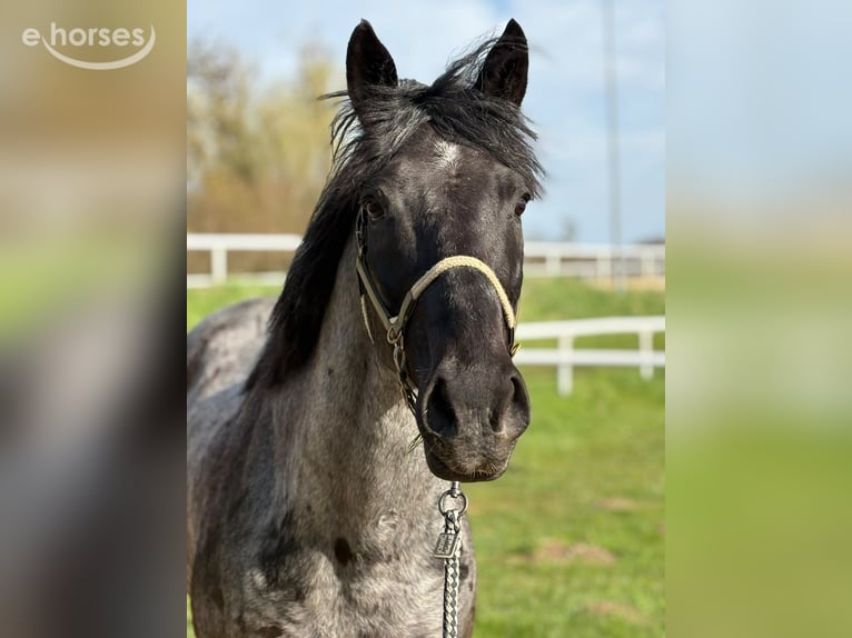 Noriker Croisé Hongre 8 Ans 150 cm  in Treuchtlingen