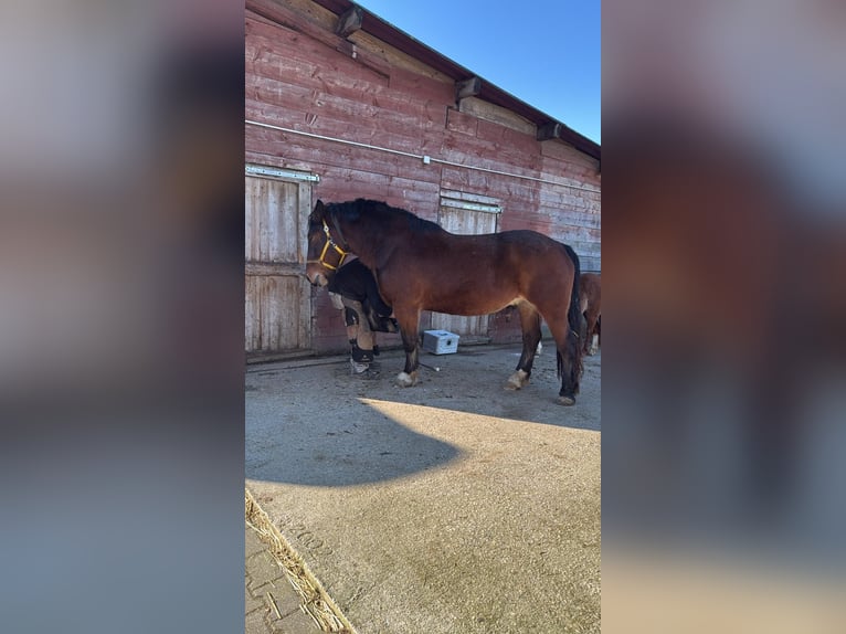 Noriker Hongre 8 Ans 165 cm Bai in Geilenkirchen