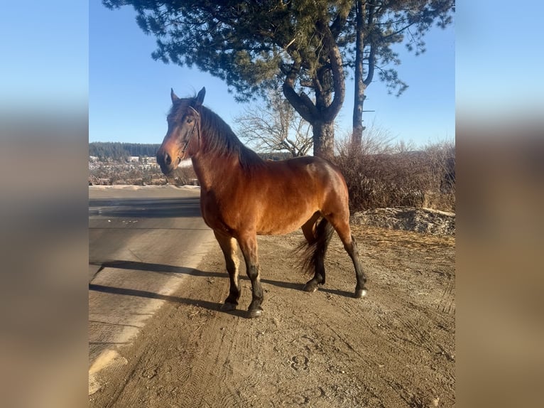 Noriker Hongre 8 Ans 168 cm Bai in Pelmberg