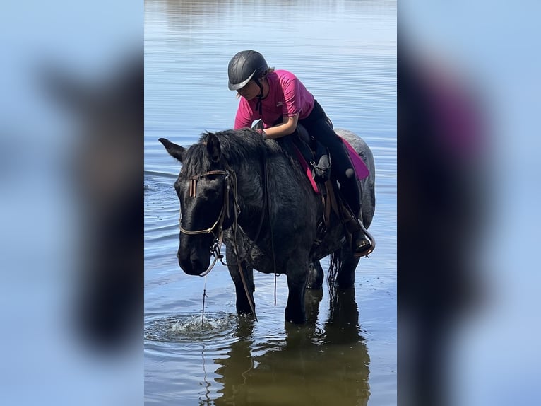 Noriker Hongre 8 Ans 168 cm Rouan bleu in Lüdersdorf