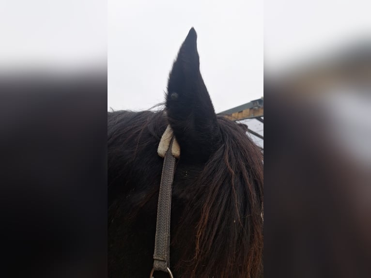 Noriker Hongre 8 Ans 172 cm Noir in Remscheid