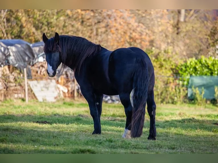 Noriker Hongre 8 Ans 172 cm Noir in Remscheid