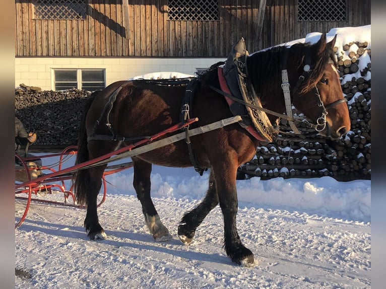 Noriker Hongre 8 Ans Bai in Helpfau-Uttendorf
