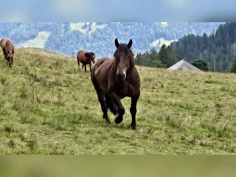 Noriker Hongre 9 Ans 166 cm Bai brun in GuggisbergGuggisberg