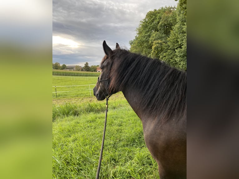 Noriker Hongre 9 Ans 167 cm Bai brun foncé in Gachenbach