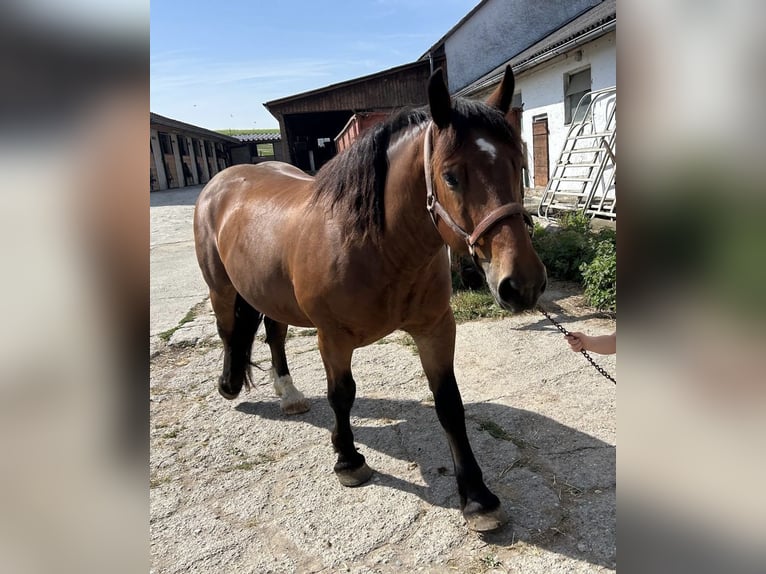 Noriker Hongre 9 Ans Bai in Helpfau-Uttendorf