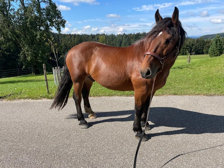 Noriker Hongre 9 Ans Bai in Helpfau-Uttendorf