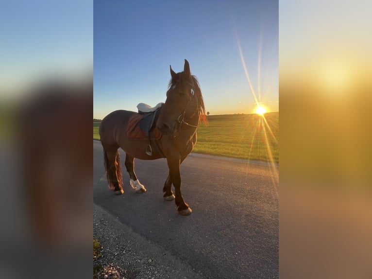 Noriker Hongre 9 Ans Bai in Helpfau-Uttendorf