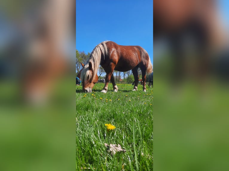 Noriker Jument 10 Ans 158 cm Alezan in Aurich Wiesens