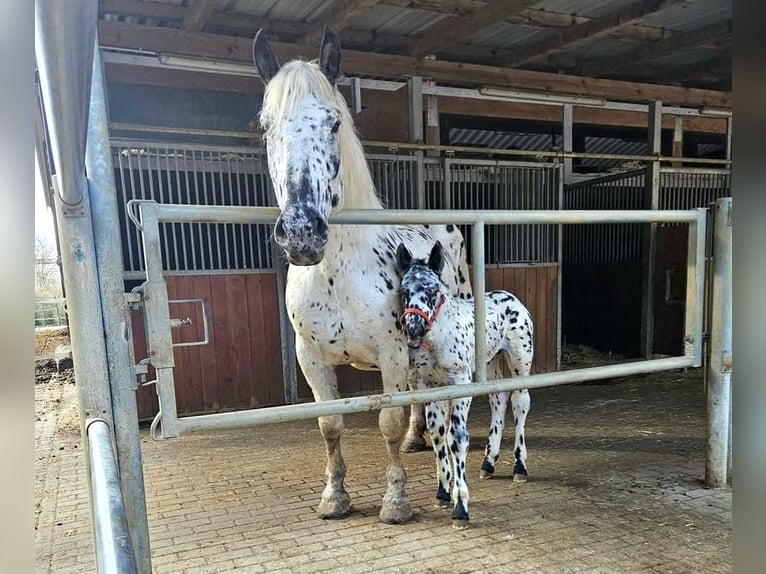 Noriker Jument 10 Ans 160 cm Léopard in Klettgau
