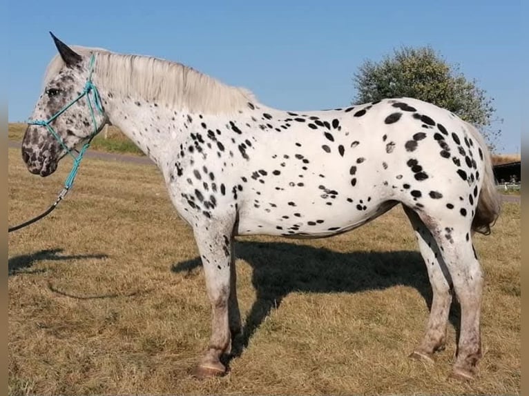 Noriker Jument 10 Ans 160 cm Léopard in Klettgau