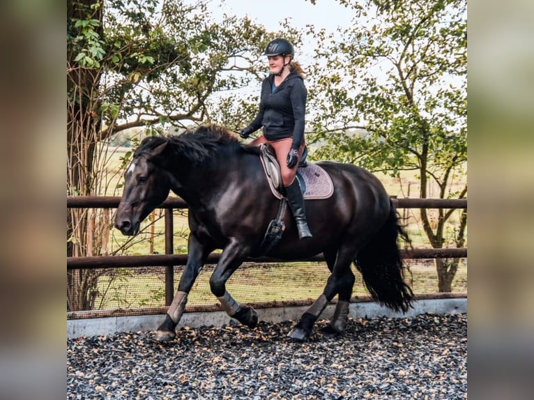Noriker Jument 10 Ans 165 cm Noir in Wischhafen