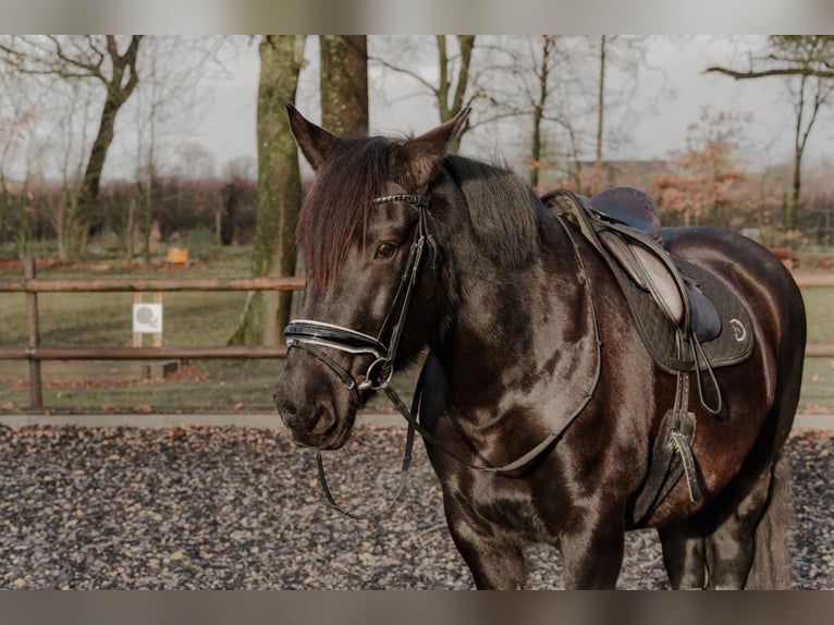 Noriker Jument 10 Ans 165 cm Noir in Wischhafen