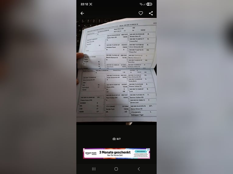 Noriker Jument 10 Ans 175 cm Bai in Eggolsheim