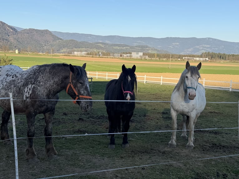 Noriker Jument 10 Ans Gris in St.Nikolei