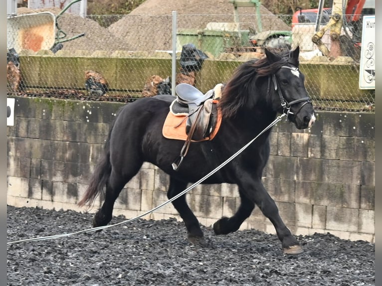 Noriker Jument 11 Ans 156 cm in Küssaberg