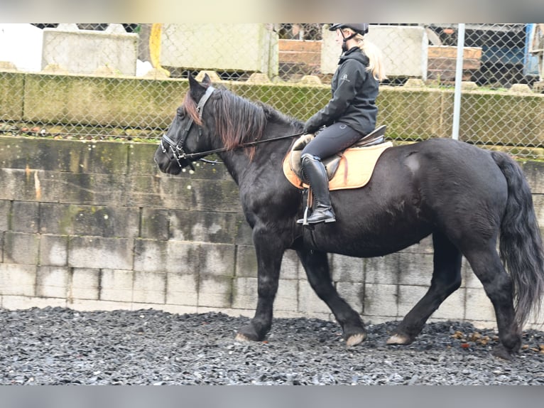 Noriker Jument 11 Ans 156 cm in Küssaberg