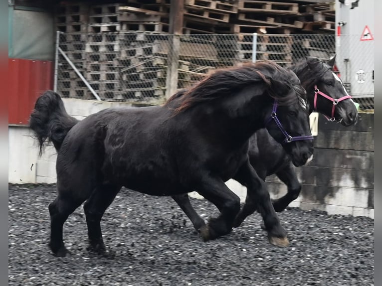 Noriker Jument 11 Ans 156 cm in Küssaberg