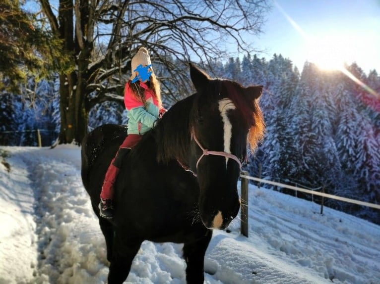 Noriker Jument 11 Ans 159 cm Noir in Wasen im Emmental