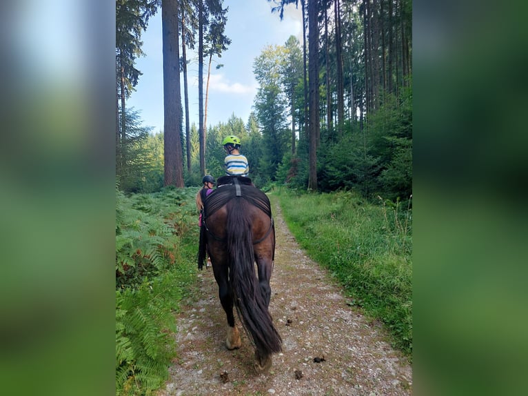 Noriker Jument 12 Ans 154 cm Bai in Innerberg