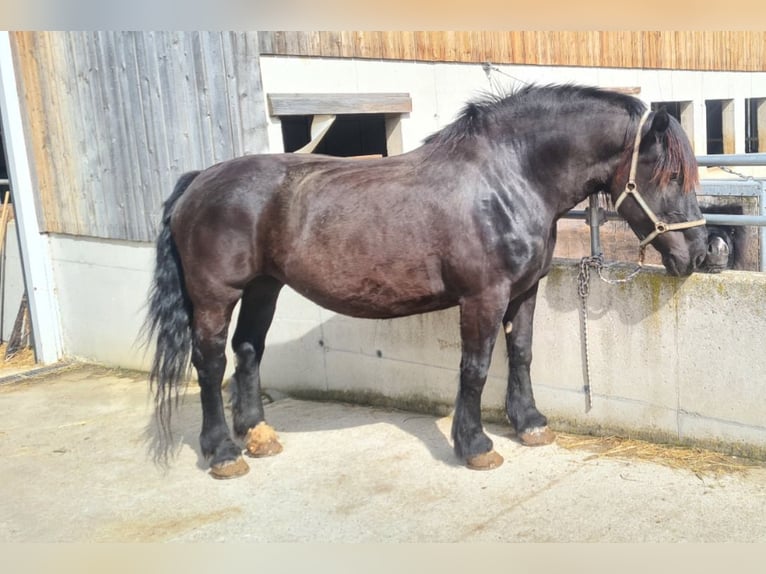 Noriker Jument 12 Ans 165 cm Noir in Weitersfeld Noriker Jument 12 Ans 165 cm Noir in Weitersfeld