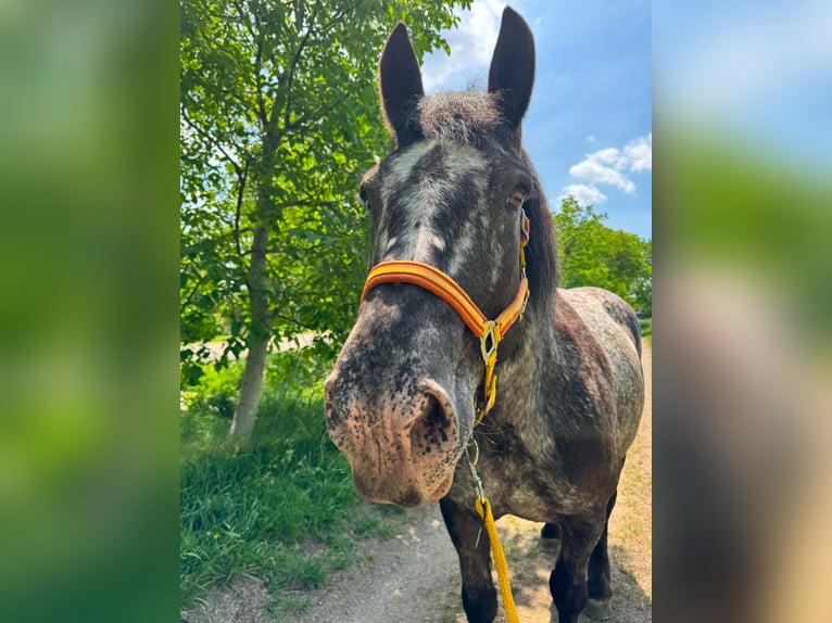 Noriker Jument 12 Ans 172 cm Léopard in Müllendorf