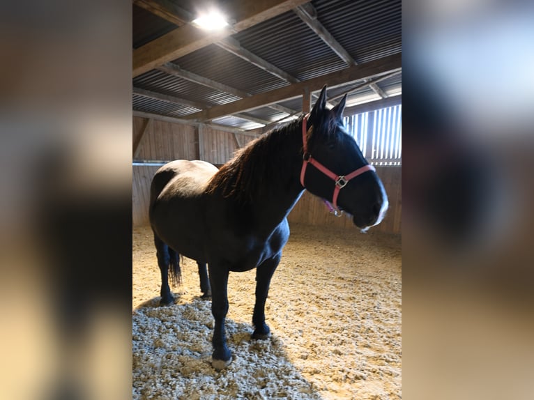 Noriker Jument 13 Ans 156 cm  in Küssaberg