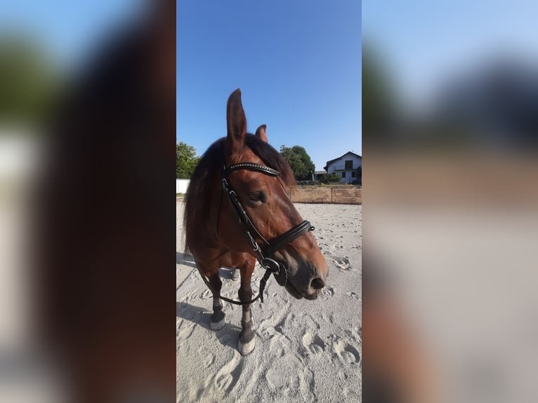 Noriker Jument 14 Ans 155 cm Bai in Kleinsöding