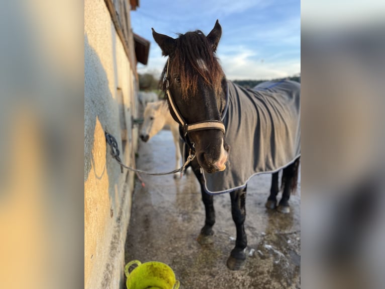 Noriker Jument 14 Ans 165 cm Noir in Laufen
