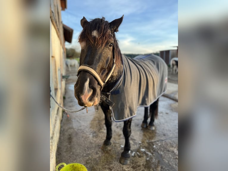 Noriker Jument 14 Ans 165 cm Noir in Laufen