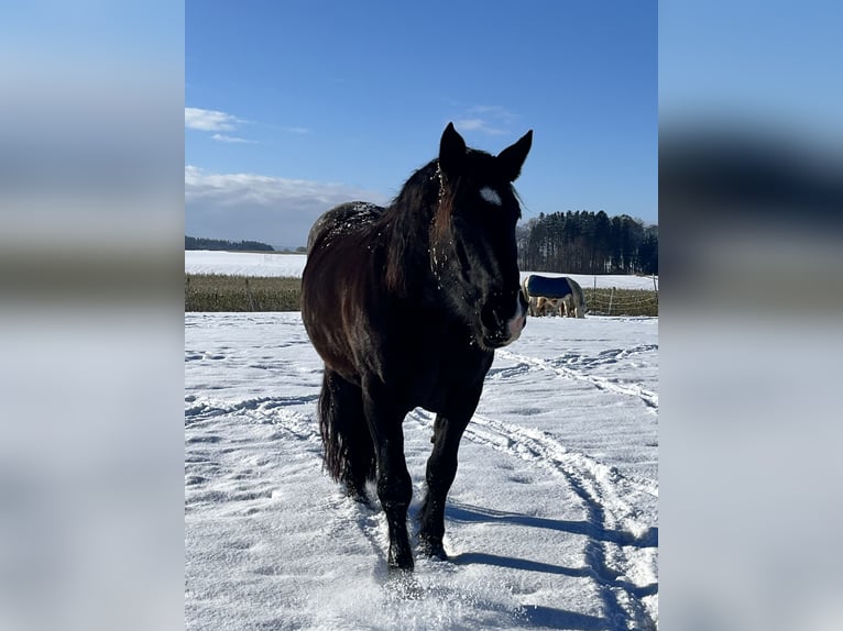 Noriker Jument 14 Ans 165 cm Noir in Laufen