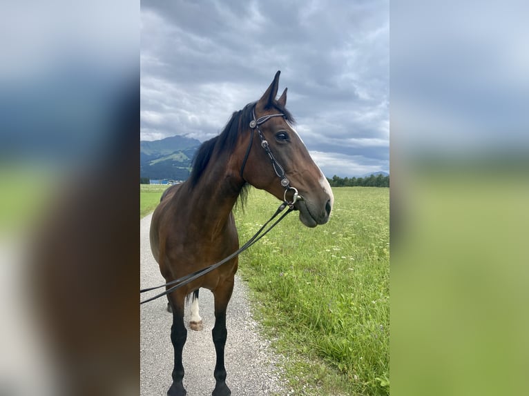 Noriker Croisé Jument 15 Ans 152 cm Bai in Kitzbühel