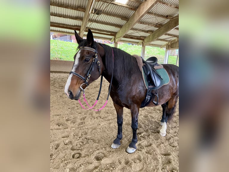 Noriker Croisé Jument 15 Ans 152 cm Bai in Kitzbühel