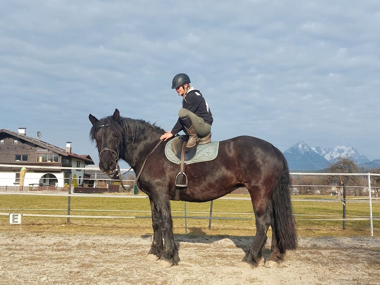 Noriker Jument 15 Ans 163 cm Noir in Kirchbichl