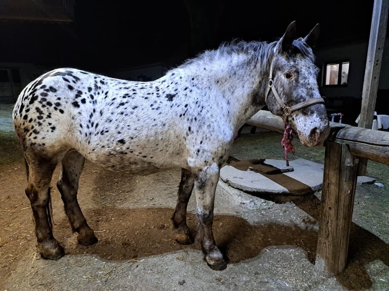 Noriker Jument 15 Ans Léopard in Obertilliach