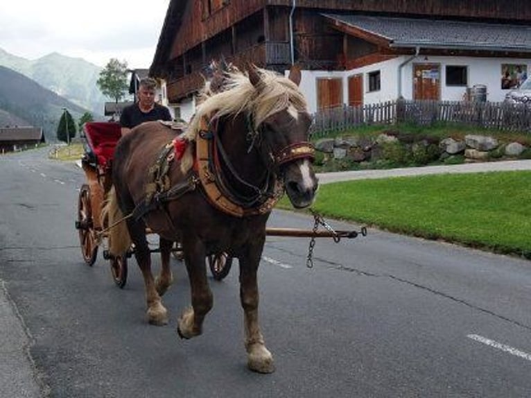 Noriker Jument 16 Ans 165 cm Alezan in Obertilliach