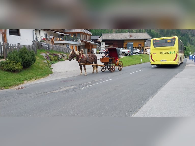 Noriker Jument 16 Ans 165 cm Alezan in Obertilliach