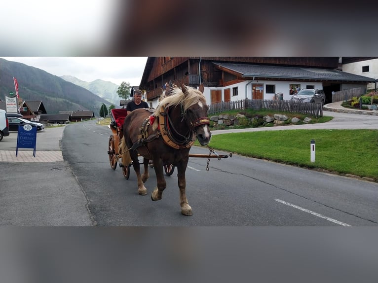 Noriker Jument 16 Ans 165 cm Alezan in Obertilliach