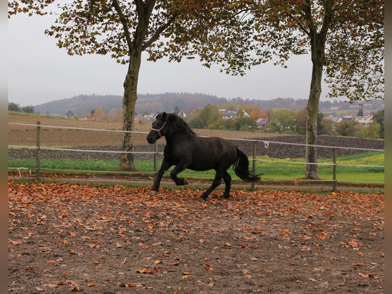 Noriker Jument 17 Ans Bai brun in Owingen