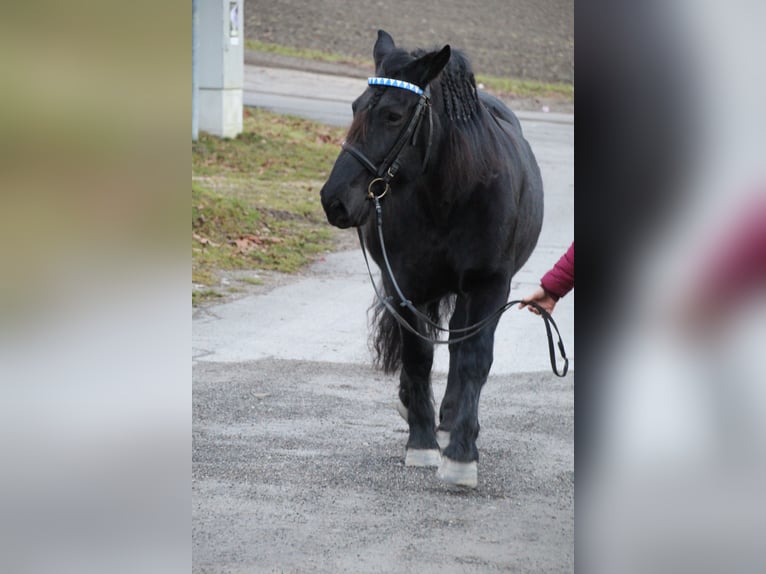 Noriker Jument 17 Ans Bai brun in Owingen