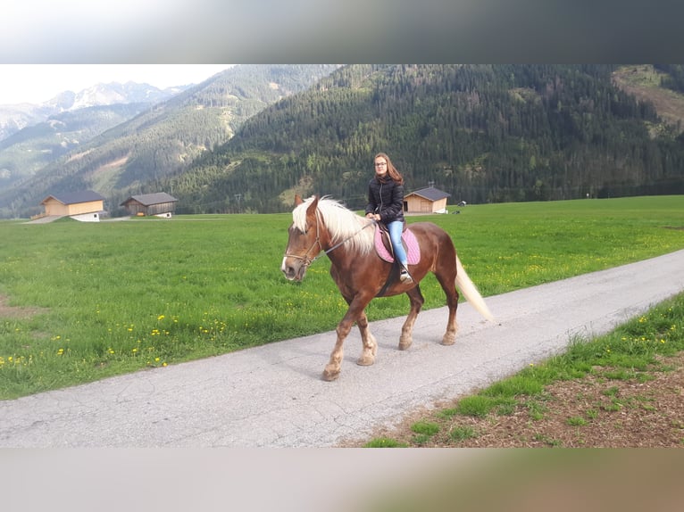 Noriker Jument 18 Ans in Obertilliach