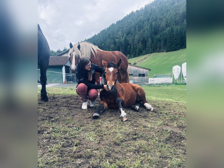 Noriker Jument 1 Année 140 cm Bai in Kreuzen