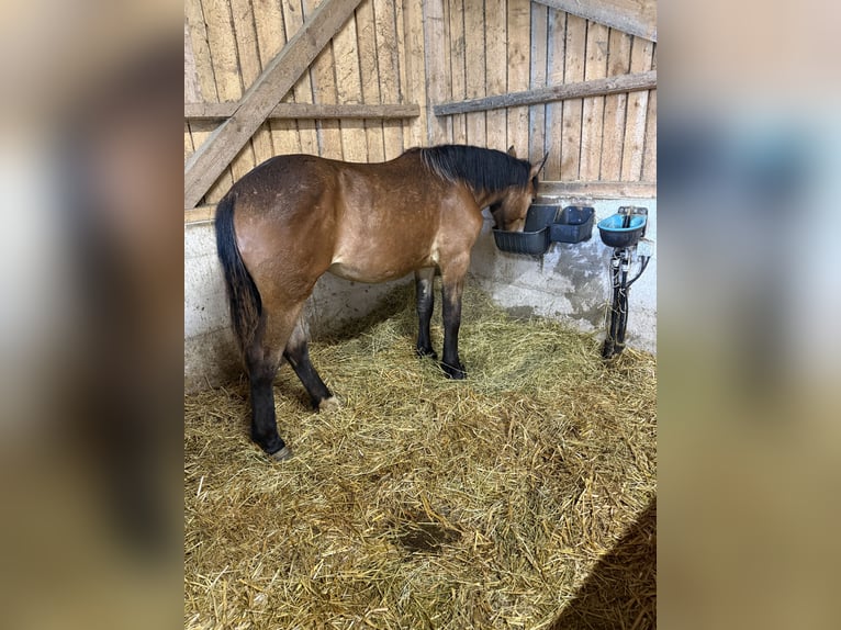 Noriker Jument 1 Année 150 cm Bai in Alberndorf